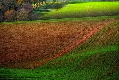 arbol