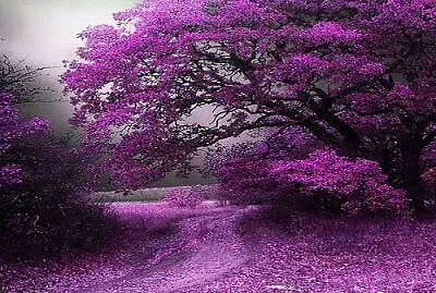 arbol