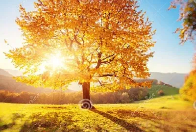 arbol