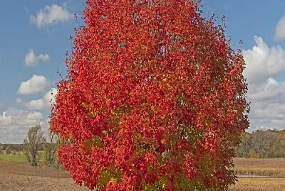 arbol