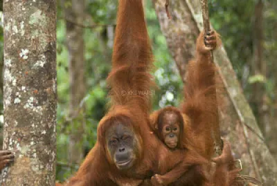 Orang Utan