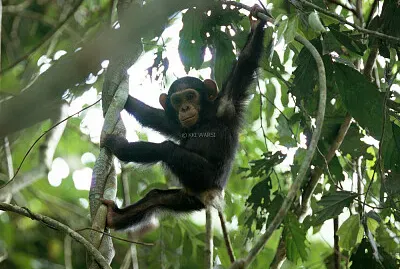 Wildlife