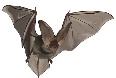MURCIELAGO OREJUDO