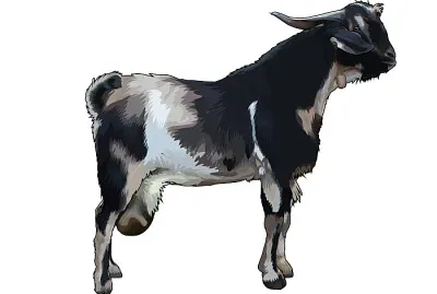 CABRA DE FUERTEVENTURA