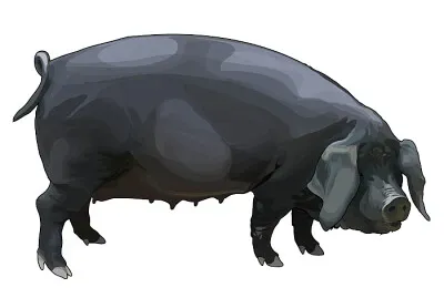 COCHINO NEGRO