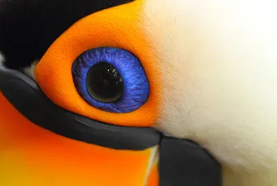 Toco Toucan (Ramphastos toco)