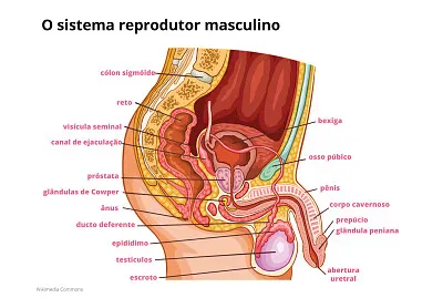 sistema reprodutor masculino