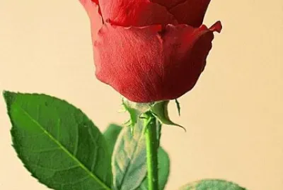 FIORI