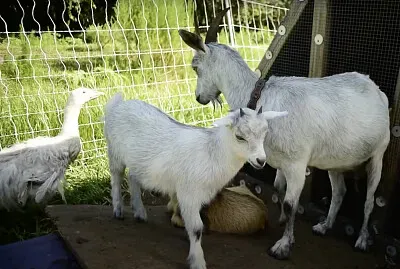 Goats jigsaw puzzle