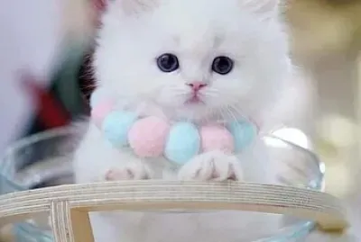 פאזל של imagem