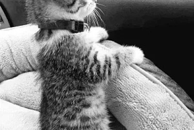 MICIO MAO