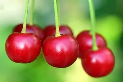FRUTTA