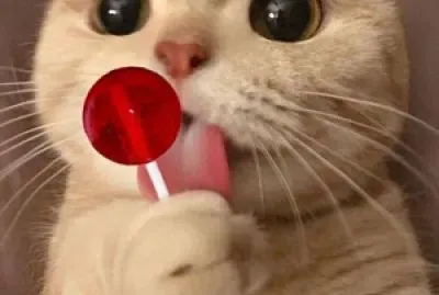 Gatito