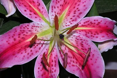 ORQUIDEA