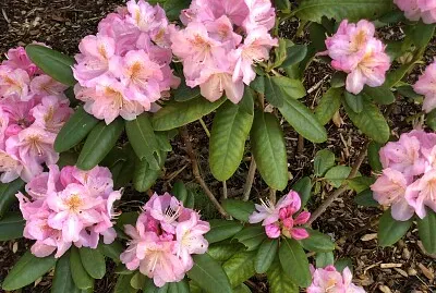 Rhododendron 1, Asheville