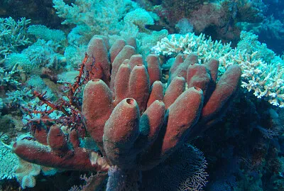 BIOLOGIA