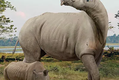 Animais pré-históricos