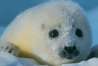 Foca