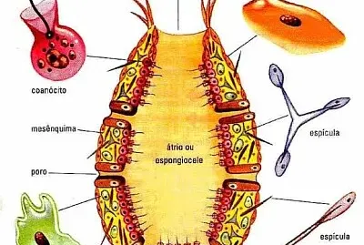 Trabalho de biologia II