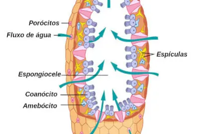 Trabalho de biologia III