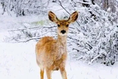 animales