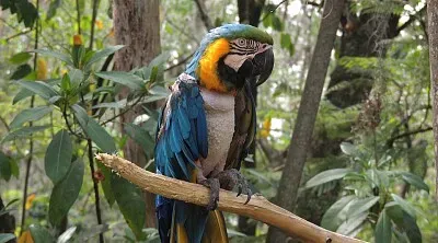 Guacamaya