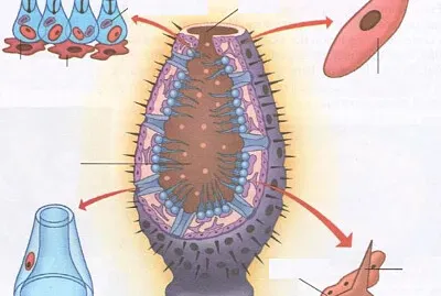 poriferos-estruturas