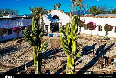 Cactus jigsaw puzzle