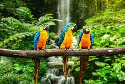 Aves