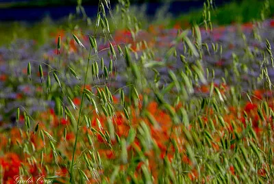 colori pastello 1