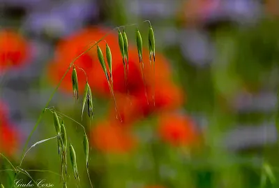 colori pastello 2