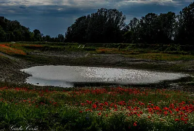 papaveri