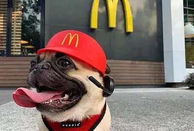 pug