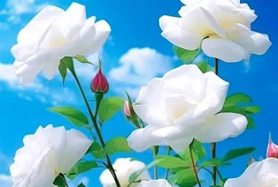 花