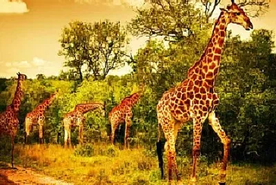 Imagem jigsaw puzzle