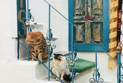 Gatos