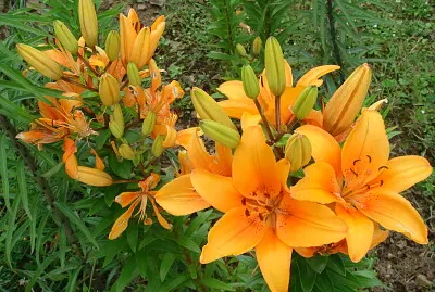 Lys