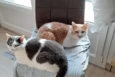 Lucky Mango
