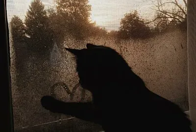 Gato