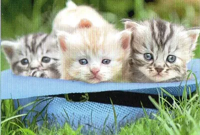 Petits Chats jigsaw puzzle