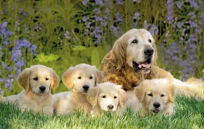 Goldens Retriever jigsaw puzzle