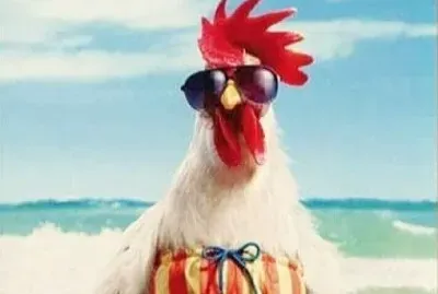 gallo jigsaw puzzle