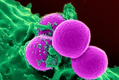 celulas jigsaw puzzle