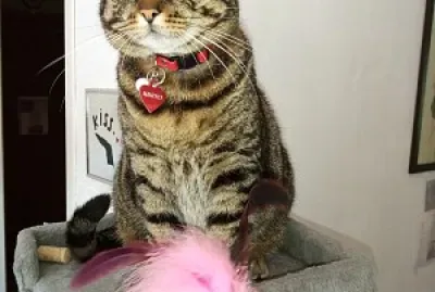 פאזל של Mihael à Albi