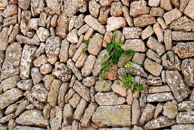 Muro