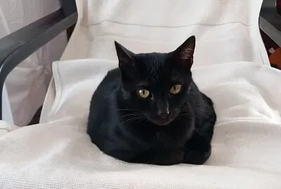 Orfeo