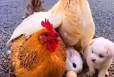 animales
