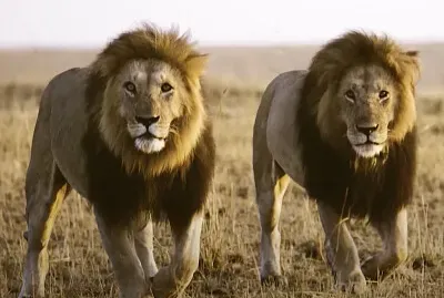 Lions