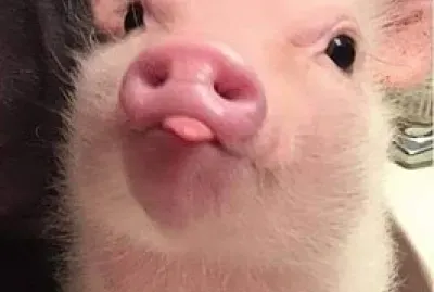 ❤️ jigsaw puzzle