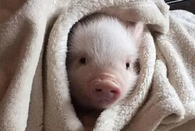 ❤️ jigsaw puzzle